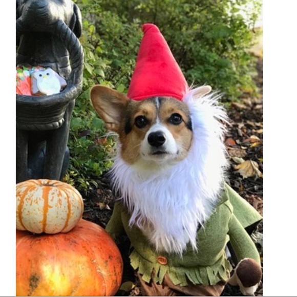 Download Gnome Dog Costume Dog Gnome Dog Costume L Poshmark